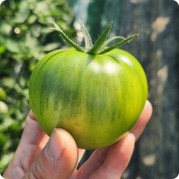 정품 짭짤이 대저 토마토 2.5kg